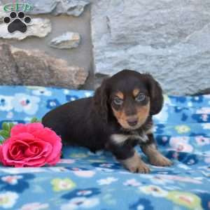 Oliver, Dachshund Puppy